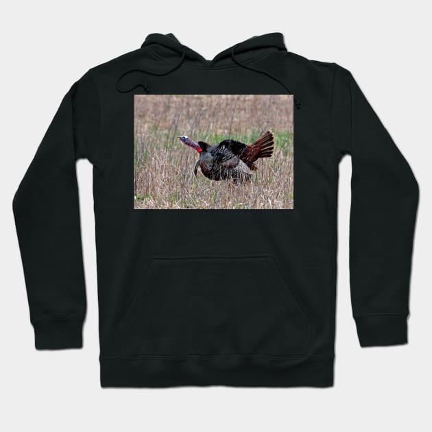 Wild Turkey Hoodie by Jim Cumming